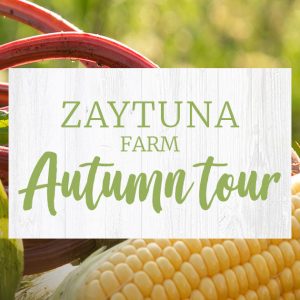 Autumn Tour At Zaytuna farm
