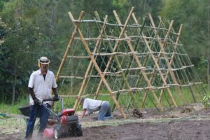 Trellis 1