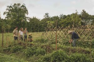 Trellis 4