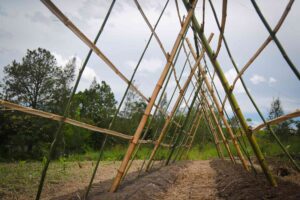 Trellis 5